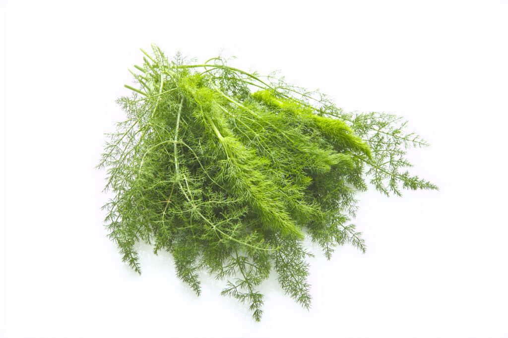 Finocchietto Selvatico