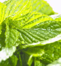 Menta Comune