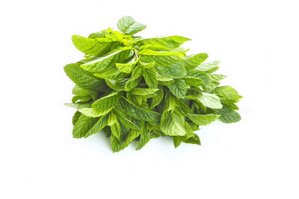 Menta Comune