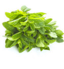 Menta Comune