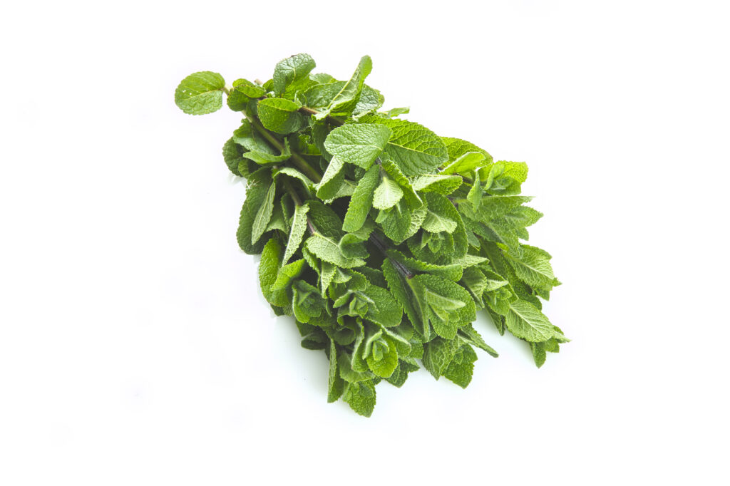 Menta Marocchina
