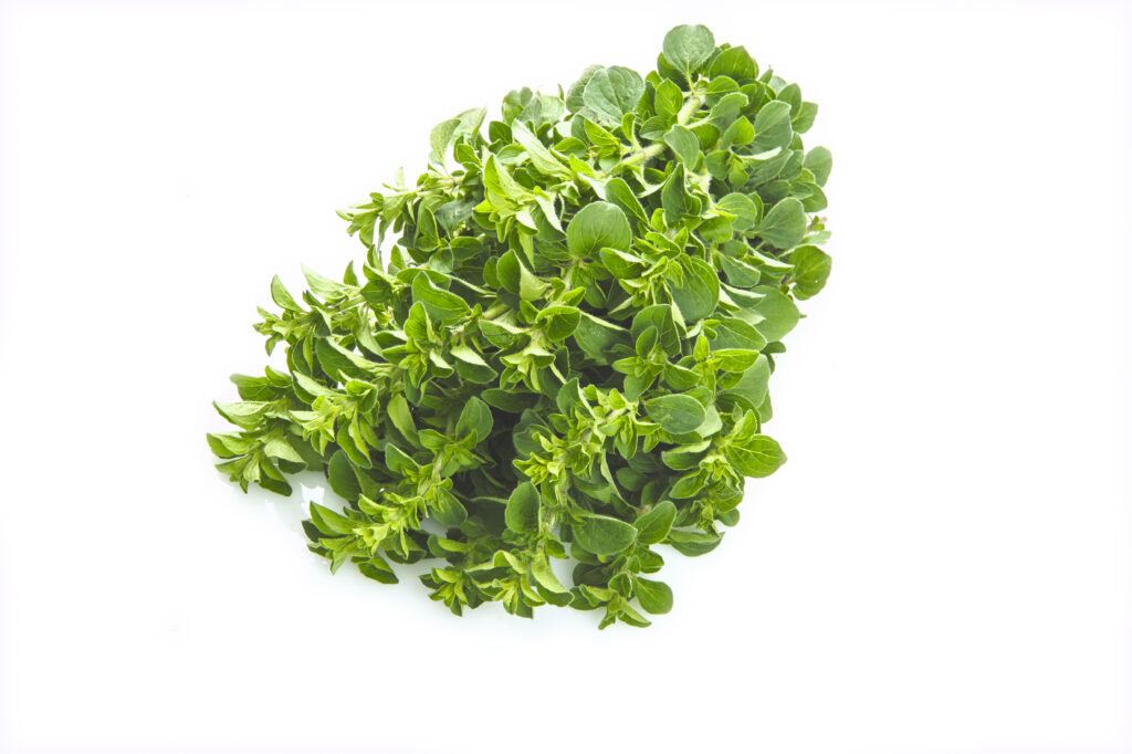 Origano
