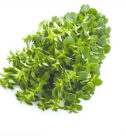 Origano
